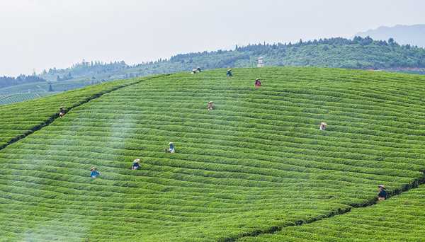 貴州 中國(guó)茶葉種植面積最大的省份，茶旅融合發(fā)展的新范本
