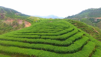 厲害了！河源茶葉年產(chǎn)值10億元，這9種茶葉最受歡迎