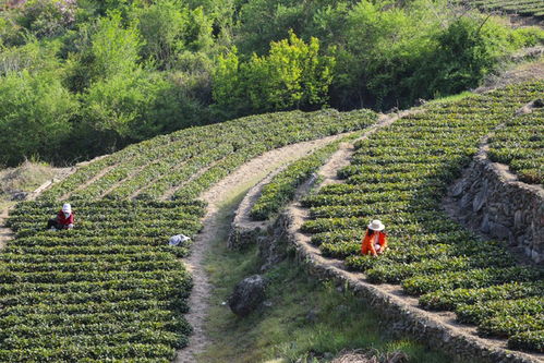山東青島茶葉豐收季 茶農(nóng)采摘忙，綠意滿山崗