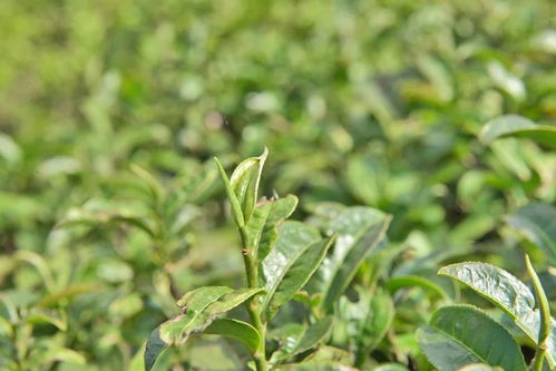 昔日供銷大茶山 今日有機(jī)好茶園——一葉見(jiàn)春秋的蛻變之路