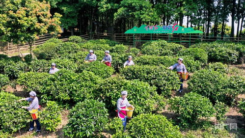 廣東廣州 以茶為媒，老茶山煥發(fā)新活力