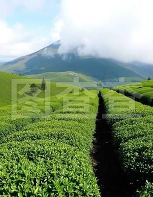 中國(guó)茶區(qū)與茶葉種植 從地理分布到栽培實(shí)踐