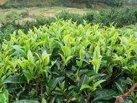 云霧深處茶飄香——外堂自然村茶葉種植紀(jì)實(shí)