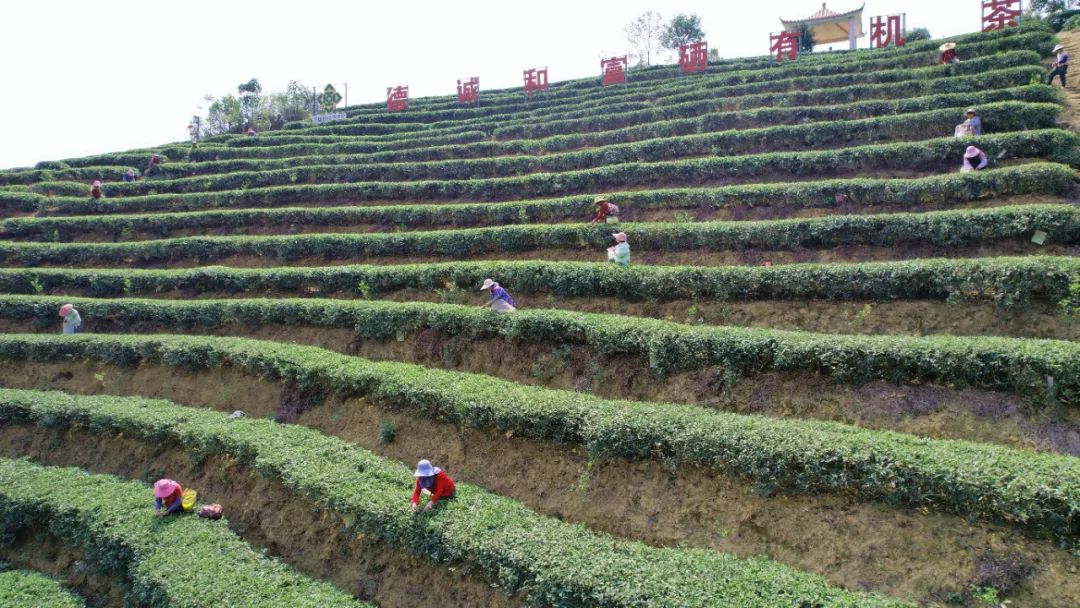 清明時節(jié)采茶忙，春意盈盈茶飄香——探訪港南區(qū)木格北一茶廠茶葉種植