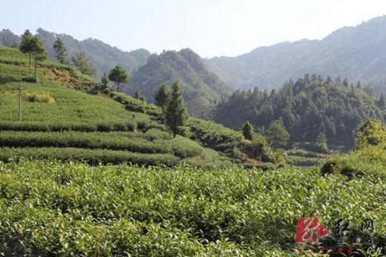 吉首新春種茶全面鋪開 計劃種植5000畝助推茶產業(yè)騰飛
