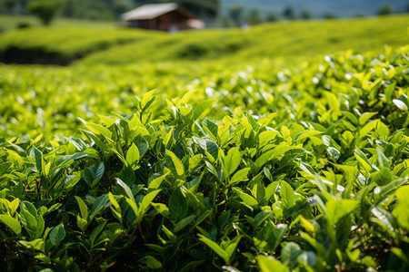 人工種植綠色茶葉 從茶園到茶杯的自然之道
