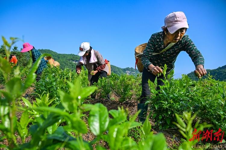 春日采茶忙 張家界武陵源金杜村莓茶香飄鄉(xiāng)村振興路
