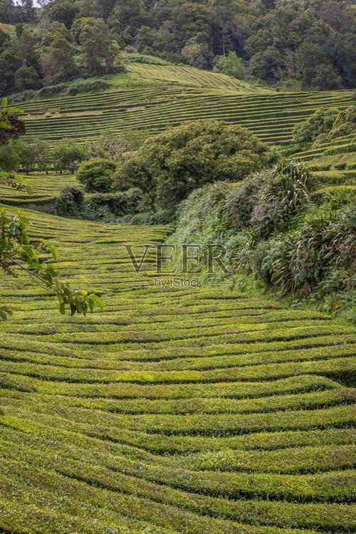 翠浪連天 亞速爾群島的茶葉種植攝影紀行