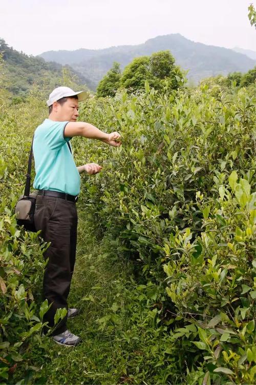 茶香氤氳富春山——杭州富陽龍井茶葉種植基地的綠色發展之路