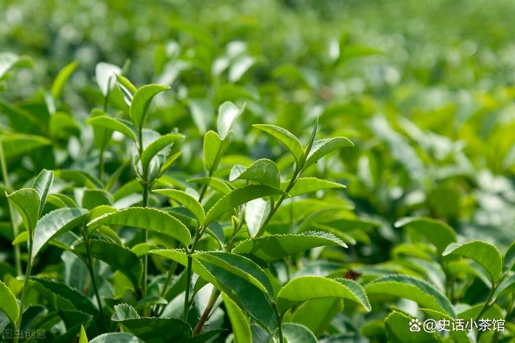 茶葉優質種植管理技術 全面提升茶葉產量與品質的關鍵措施