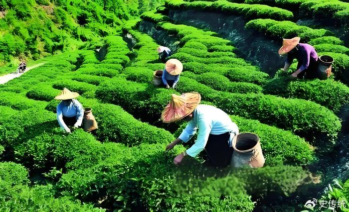 中國茶葉種植與加工行業投資策略建議 聚焦種植端
