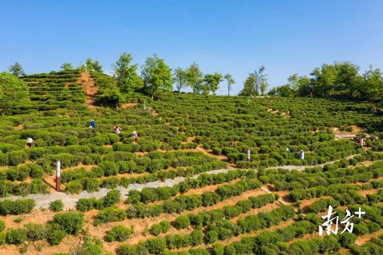 河源東源上莞鎮 做大做強特色農業，茶葉種植助力鄉村振興