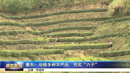 惠東 培植多種農產品充實“六子”，茶葉種植成增收新亮點