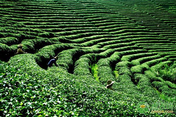 茶葉種植的市場前景與經濟效益深度分析