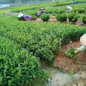 茶葉苗批發與茶葉種植全指南 從選苗到豐收