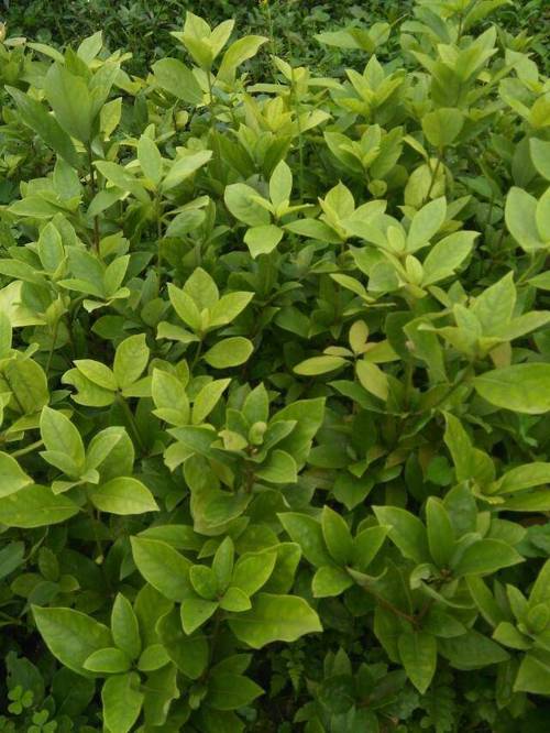 雅安市名山區超眾苗木種植農民專業合作社茶葉種植服務介紹