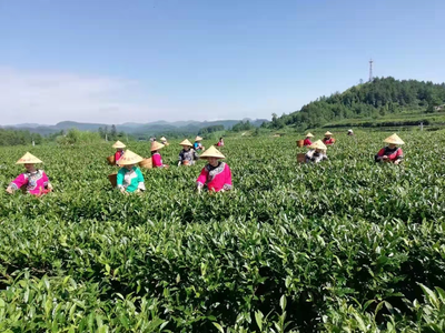 綠色黃金濟滄海 黃金茶香飄世界——2021湖南茶葉鄉村振興“十大重點縣”花垣縣茶葉種植紀實