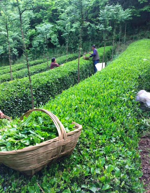 茶山云海間，那一抹嫩綠的希望——茶葉種植的山水贊歌