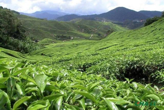我國最北的茶葉種植區域在哪里？看完就懂了！